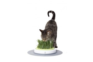 علف گربه با ظرف مخصوص/ Grass Garden Kit