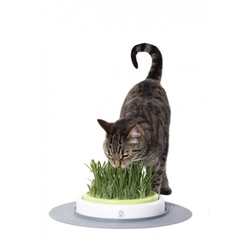 علف گربه با ظرف مخصوص/ Grass Garden Kit