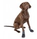کفش مخصوص سگ/ Paw Protection Active